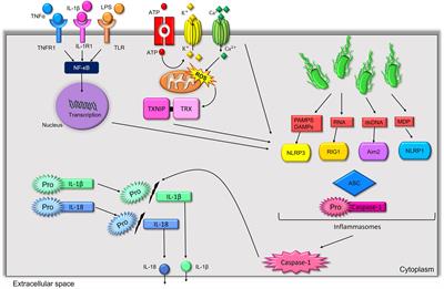 Neuroinflammation, Sleep, and Circadian Rhythms